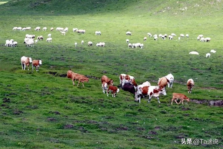 内蒙古网红恩克近期还直播吗,内蒙古网红恩克现状