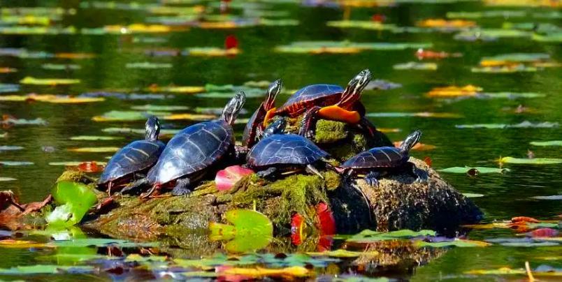 锦龟种类及图片大全,锦龟每个品种图片