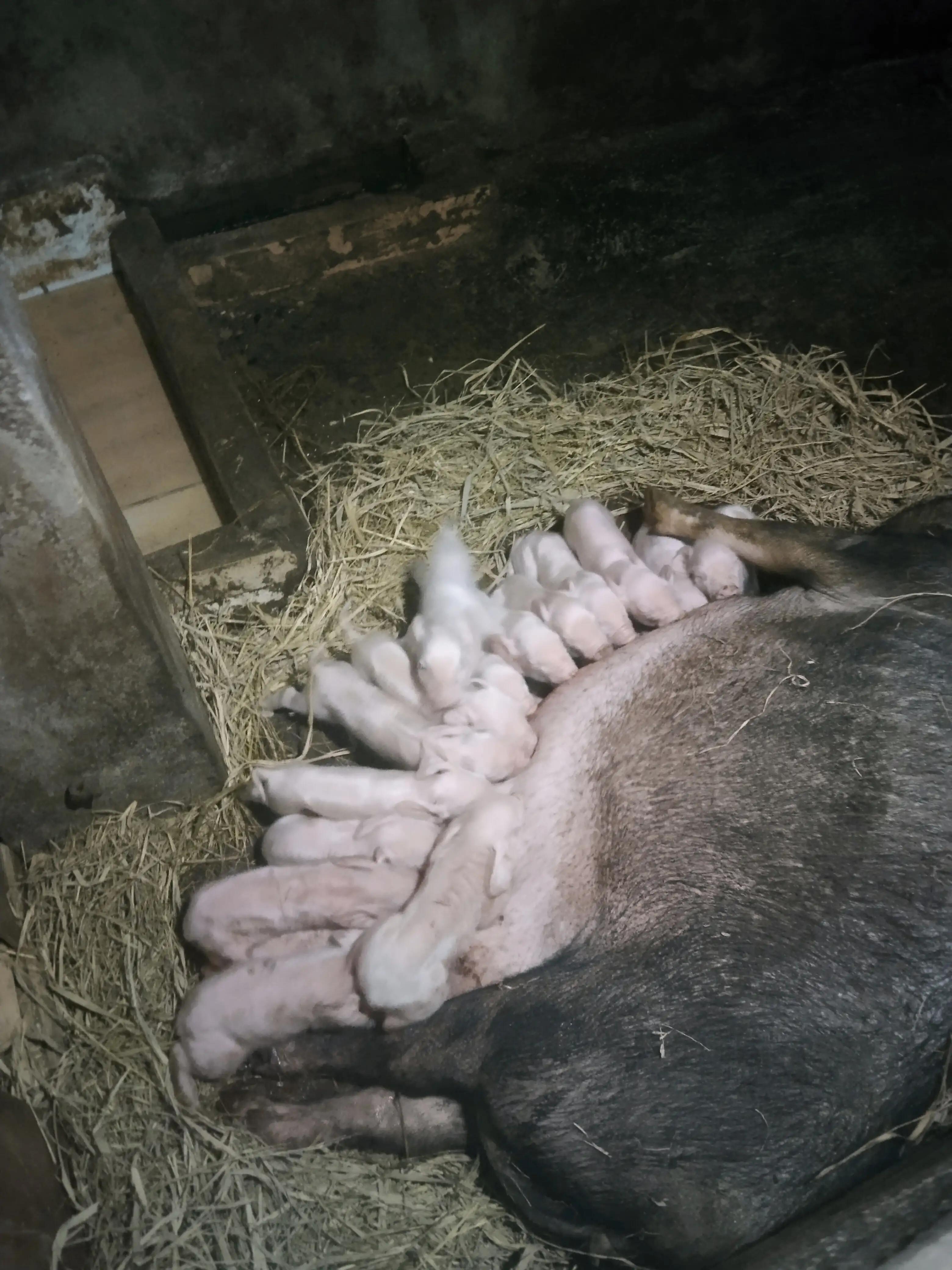 养20个陆川母猪一年赚多少钱,养十头母猪一年赚了多少钱