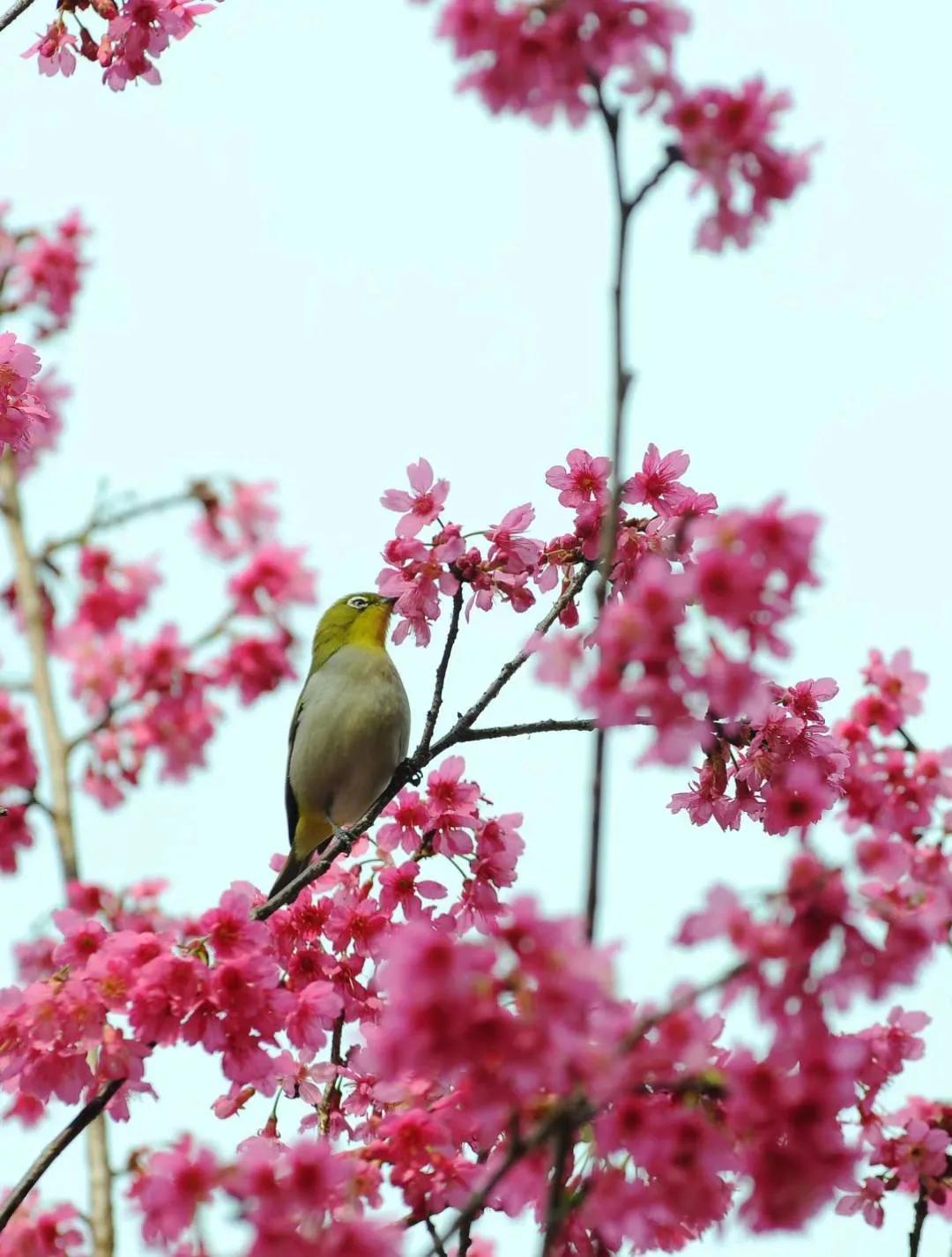 广州创业公园樱花,创业公园樱花花期过了么