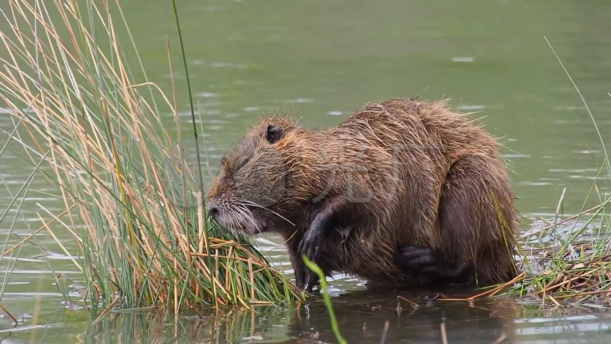 国内惊现巨型老鼠,上海巨型老鼠