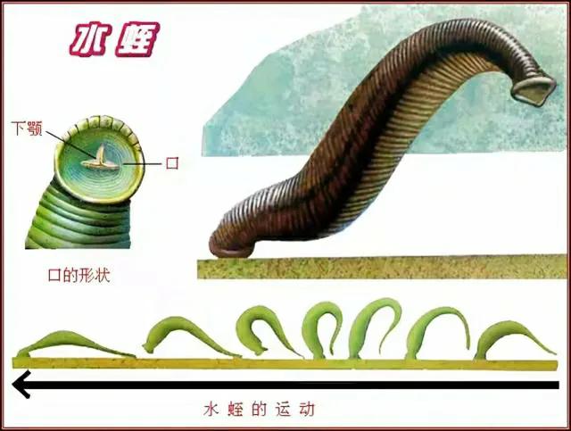 在农村喝井水会怎样,老家的泉水里面有蚂蟥