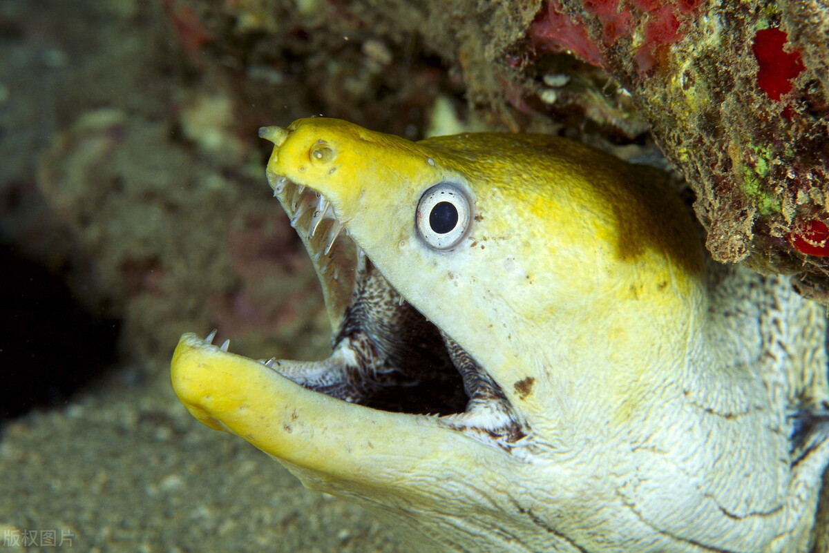 黄鳝是怎么来到稻田里面的,黄鳝为什么喜欢在腐烂的树叶下面