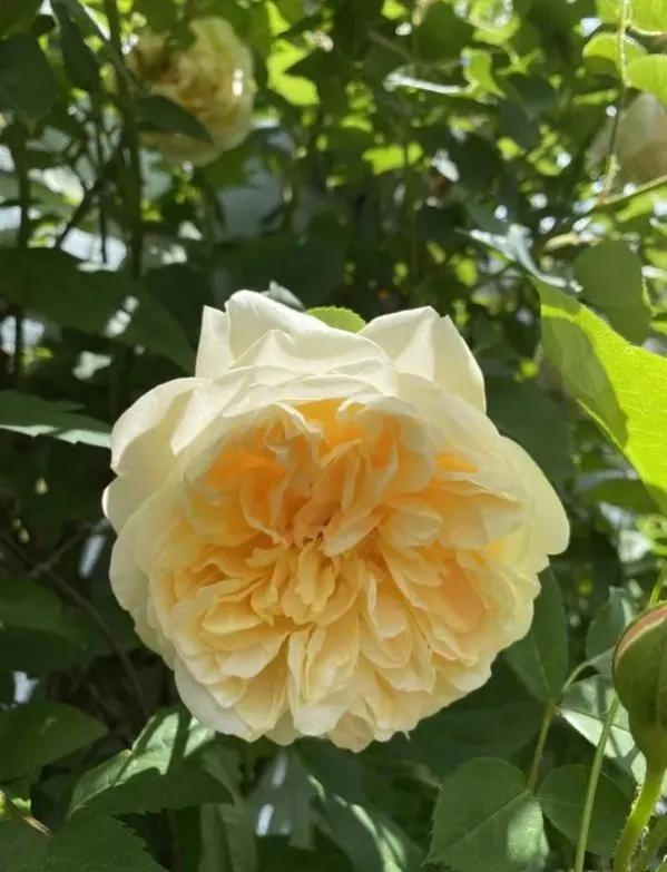 欢笑格鲁吉亚藤本,欢笑格鲁吉亚会变色吗