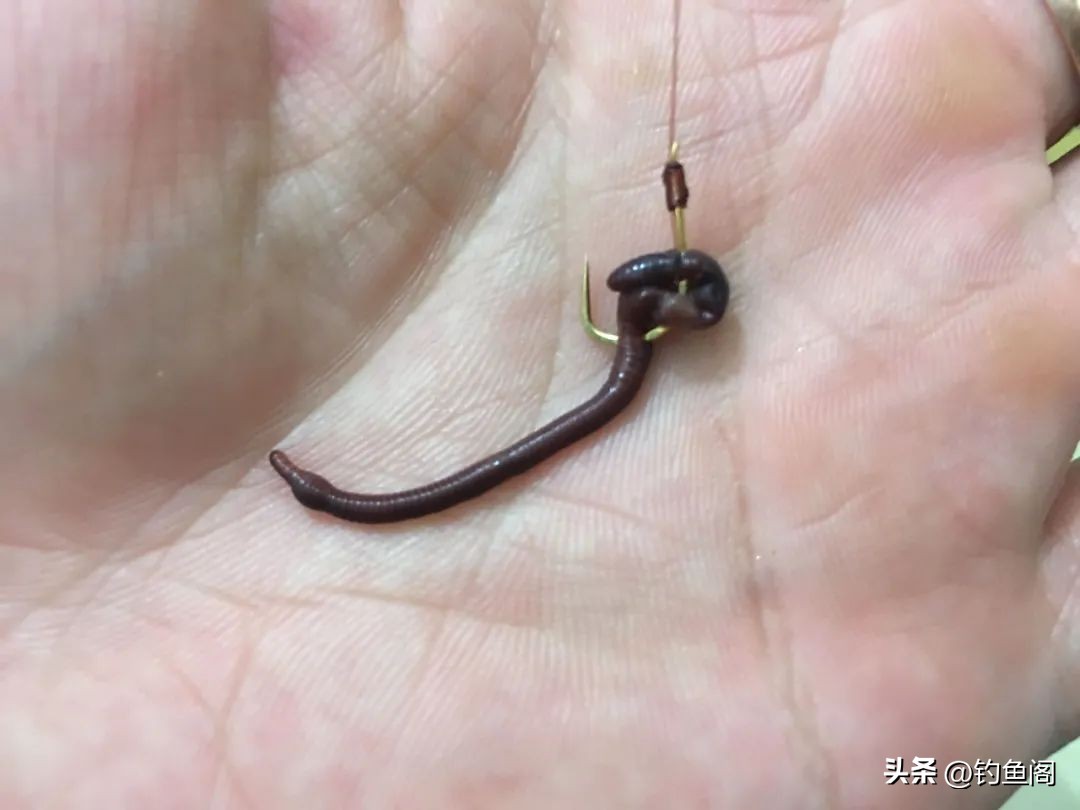 鲫鱼不吃饵料只吃蚯蚓,野生鲫鱼不吃饵
