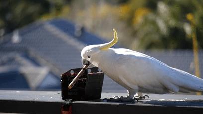 人鸟大战不断升级，想阻止鹦鹉乱翻垃圾桶太难了