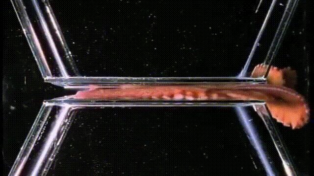 液体猫是真的吗,为什么都说猫咪是液体猫