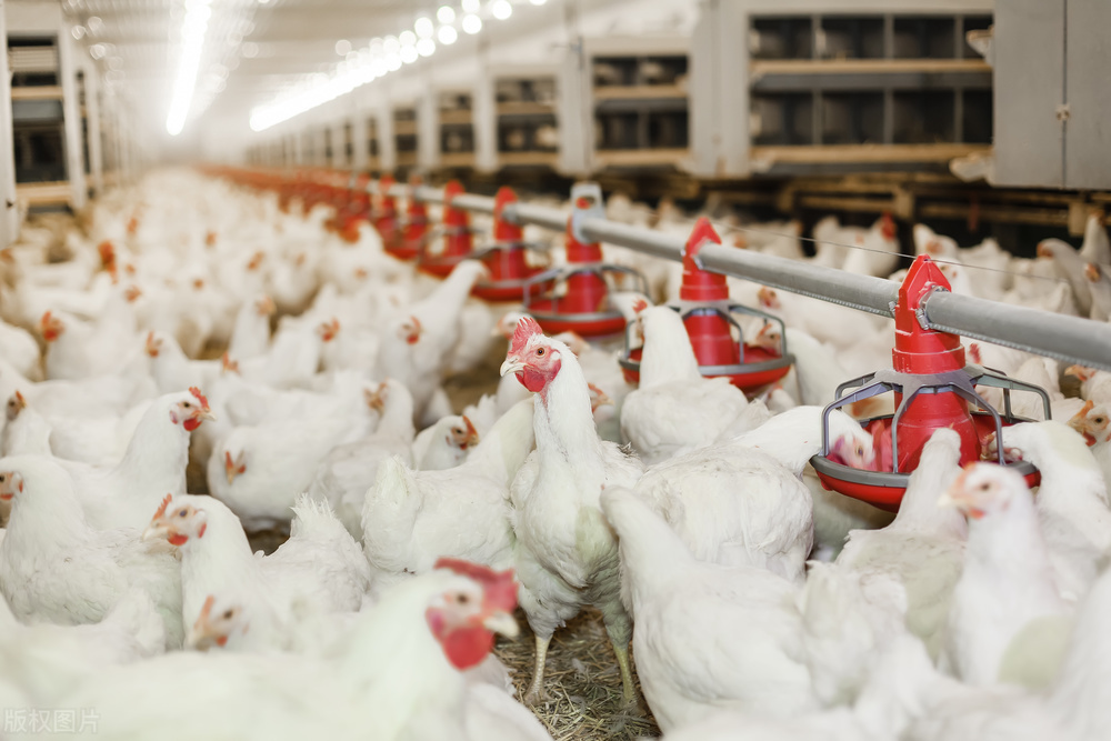 山沟沟里的养鸡场，如何帮中国人实现“吃鸡自由”？