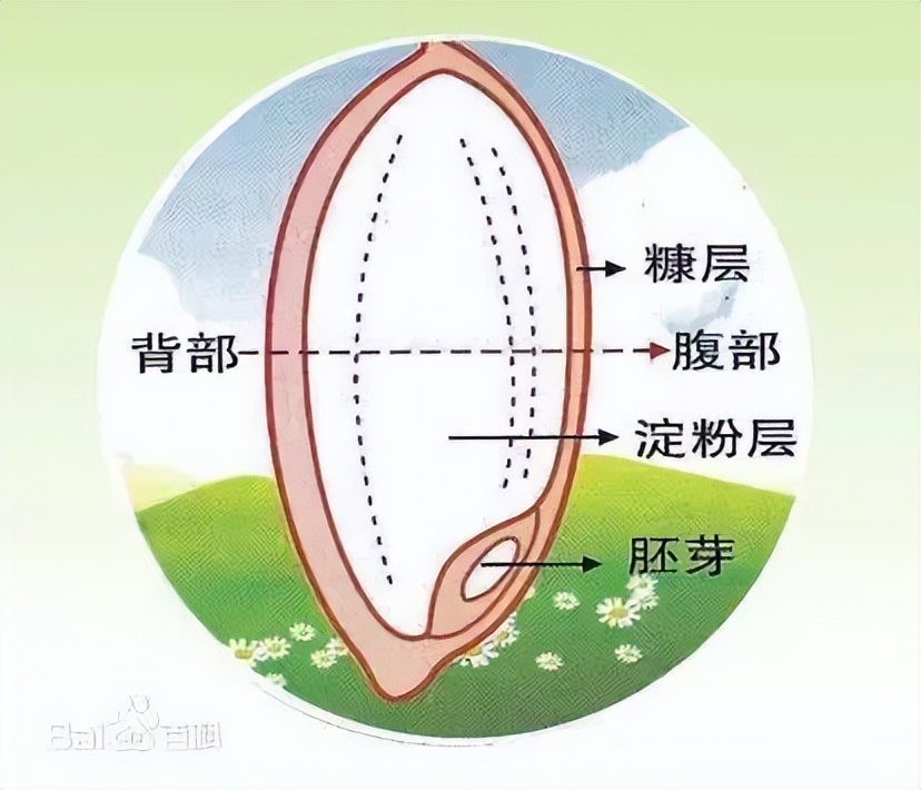 糙米有十种颜色吗,糙米的各种美食