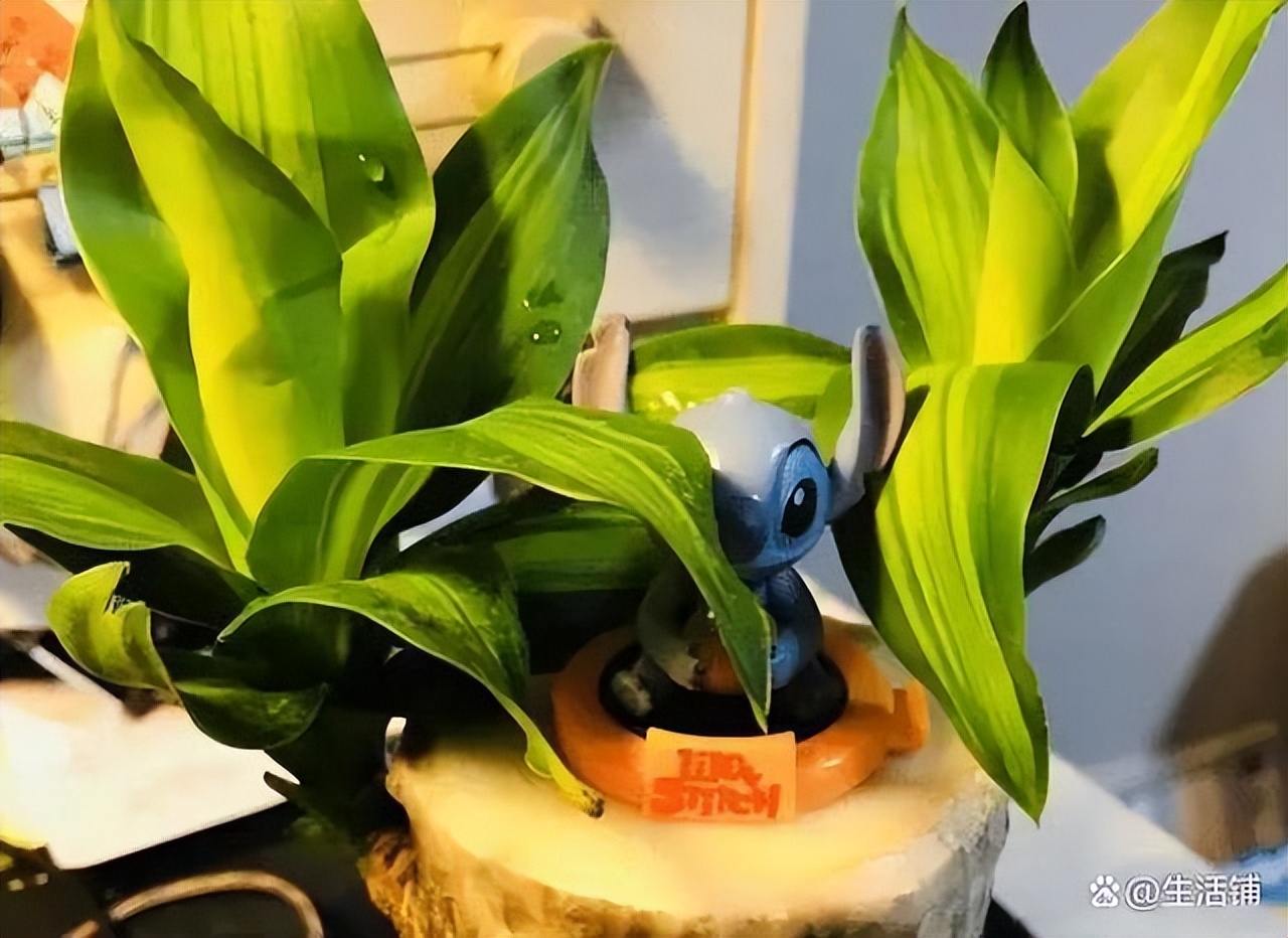 巴西木养殖方法与注意事项,巴西木秋季的养殖方法和注意事项