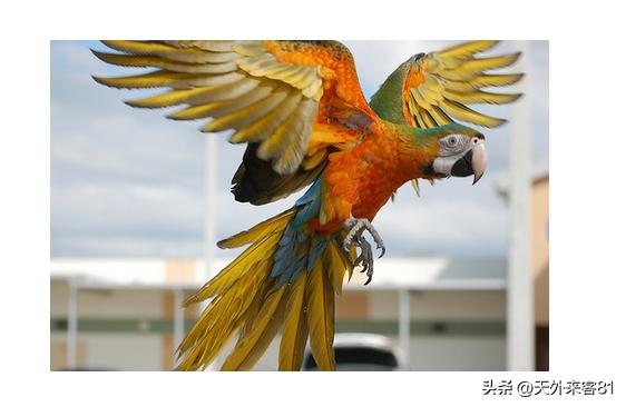 每日一动物：金刚鹦鹉【jīngāngyīngwǔ】