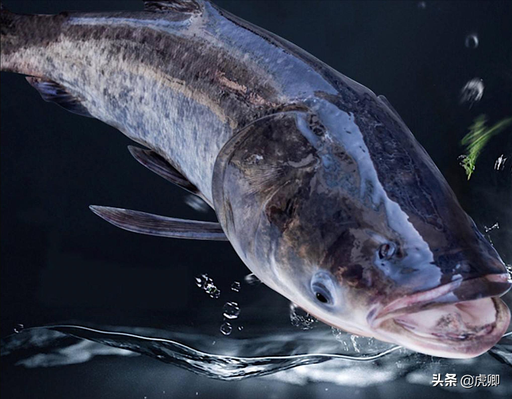 天价鱼的秘密：300万一条38斤的鱼，查干湖胖头鱼曾是帝王特供？