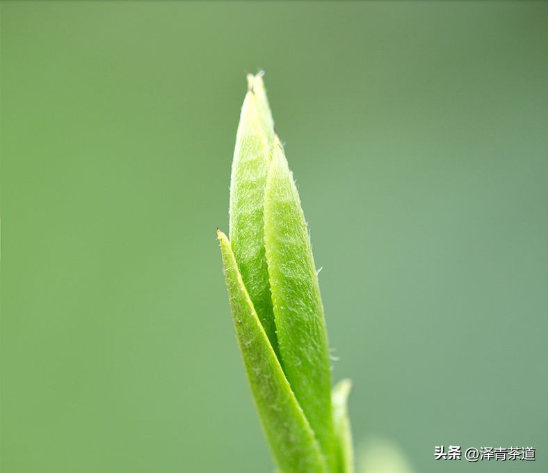 茶叶有哪些有益人体健康的成分,茶叶里含有糖类物质吗