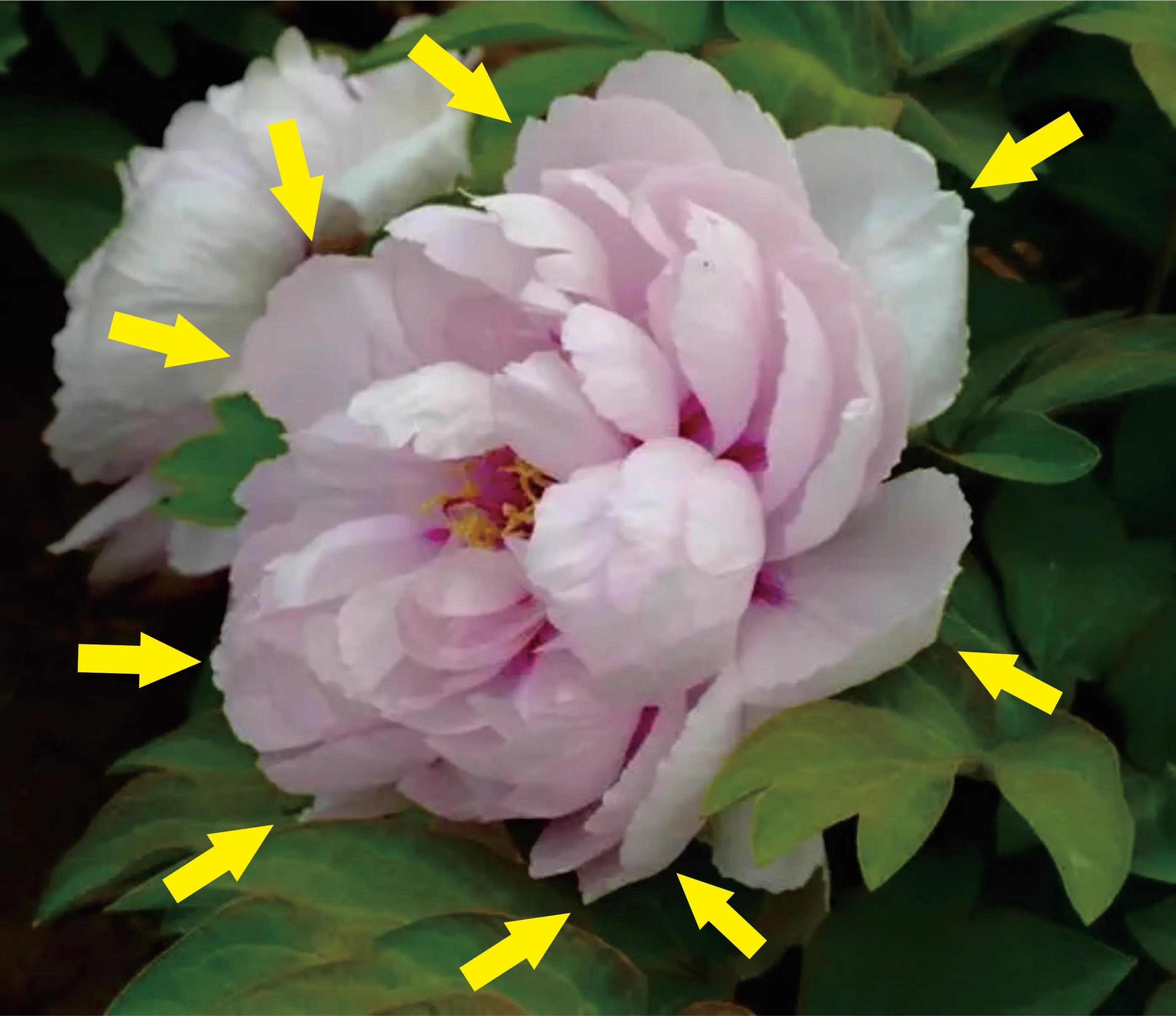 画侧面的两种方法,画准确线稿