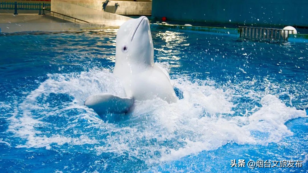 玩转蓬莱威海长岛,蓬莱玩转