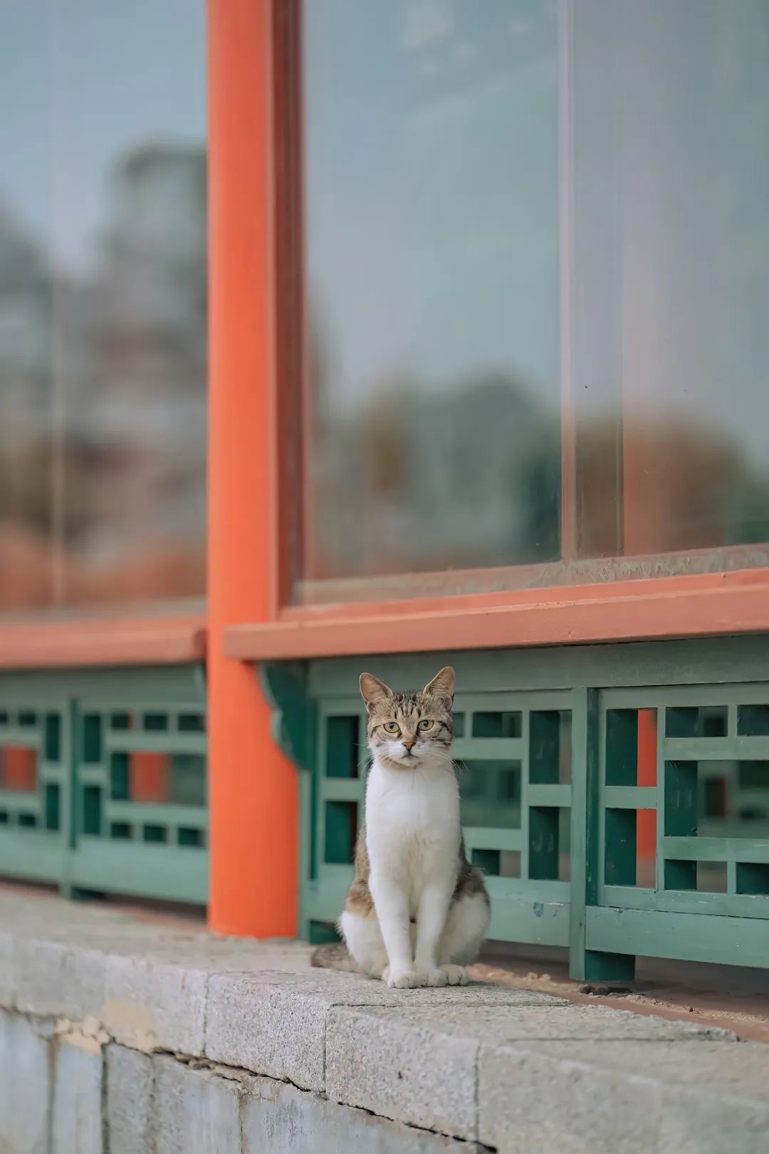 八仙过海各显神通鼠来宝,八仙过海狸猫