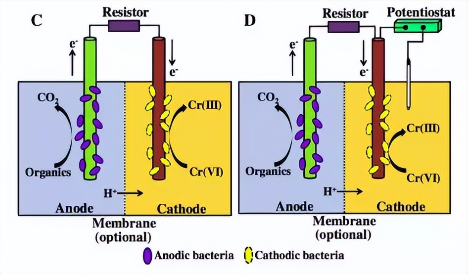 HCl中回收金的电沉积，对于氧化还原置换工艺中性能的阴极对比