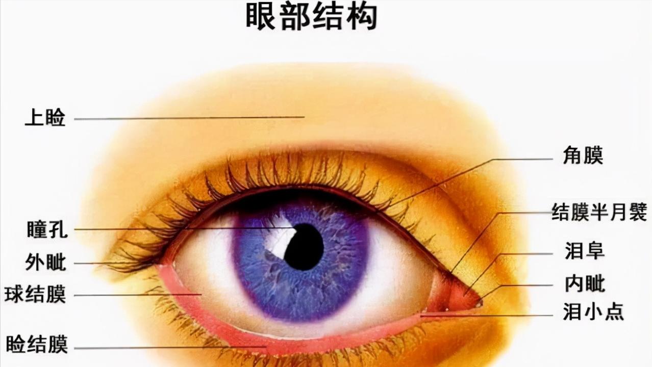 割双眼皮好看吗动画,细长眼割双眼皮好看吗