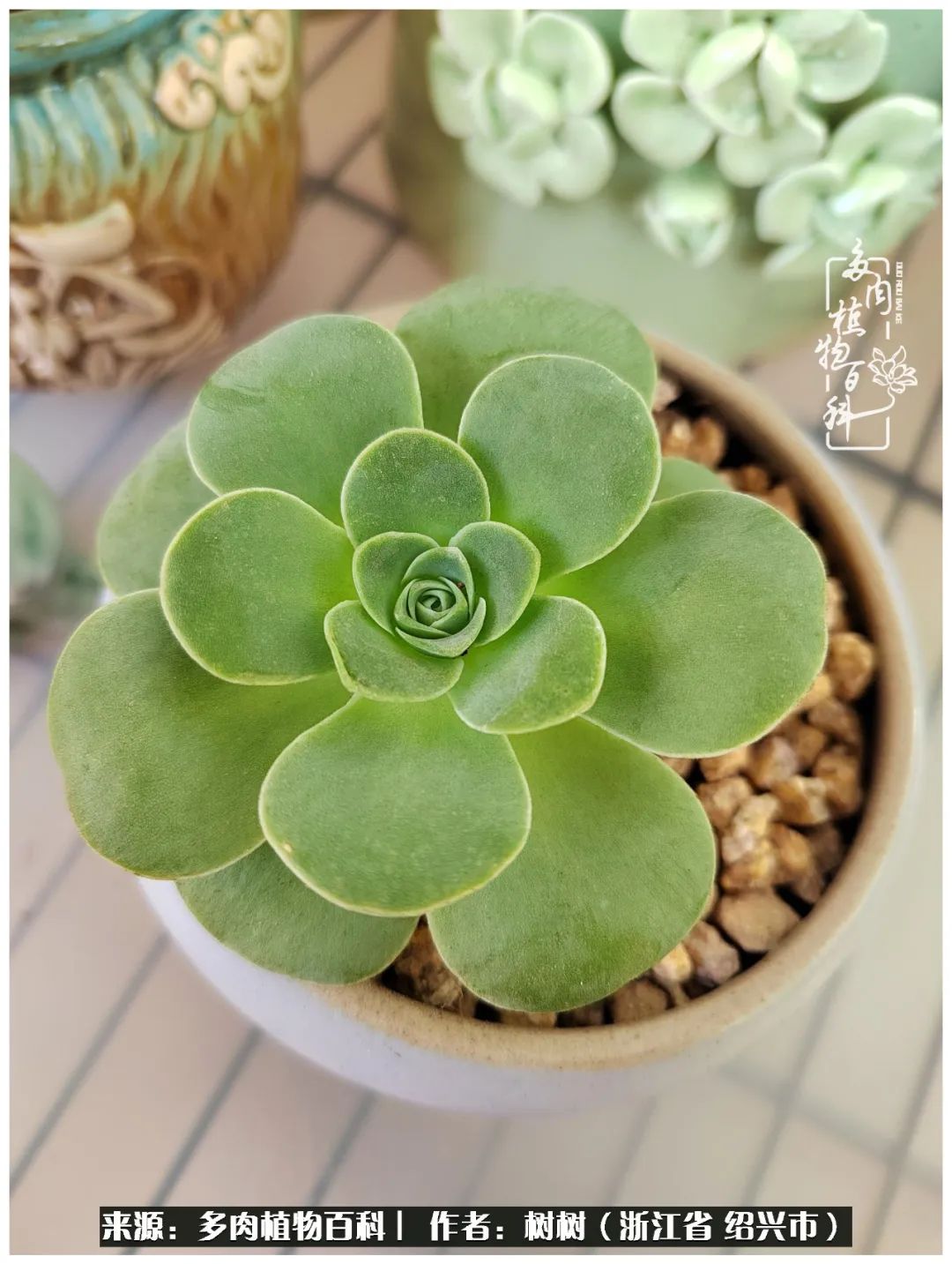 又临寒冬，暖阳下携手肉肉赏姹紫嫣红！