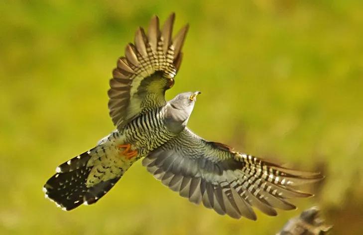 鸟在窝里为什么不会被雨淋到,下雨了鸟为什么不飞