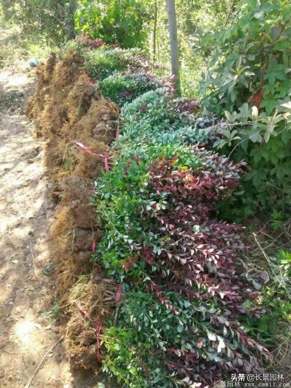 红叶小檗紫叶小檗的价格,红叶小檗幼苗批发基地