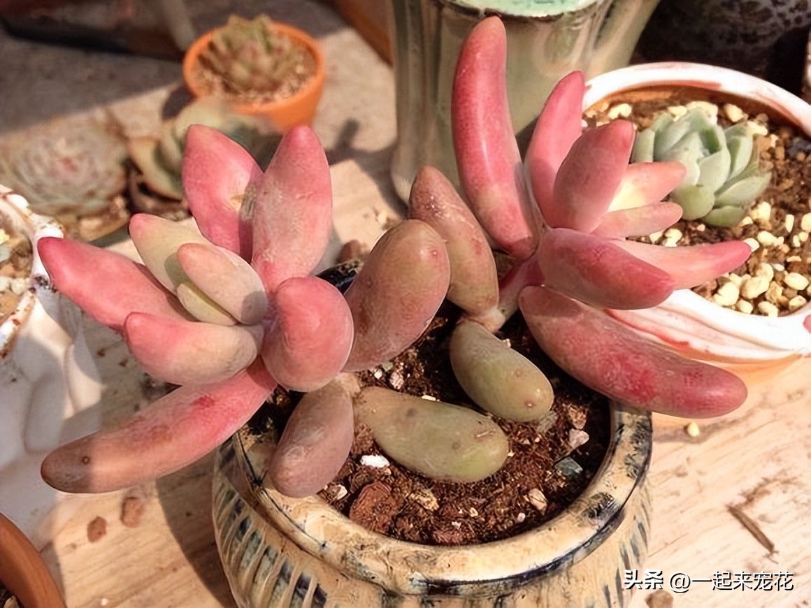 多肉东倒西歪是什么原因,多肉叶片晃动是怎么回事