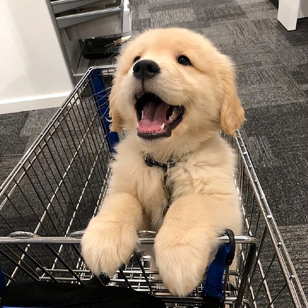 你认识多少种极具攻击性的狗,这3种狗很可怕有钱都不建议养