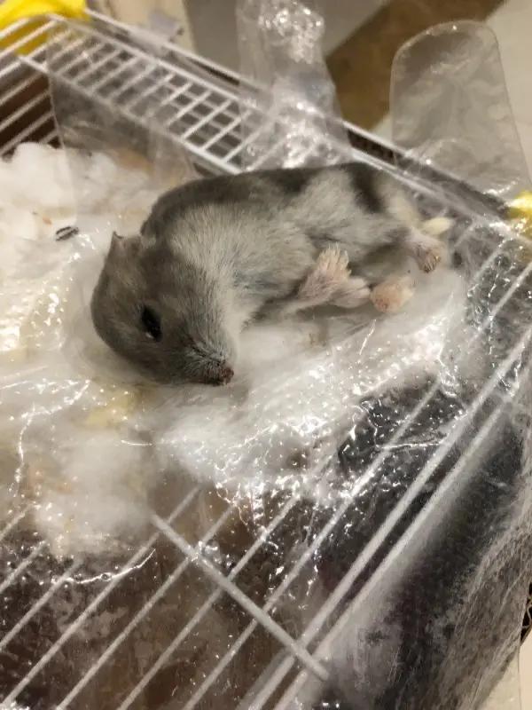 出售的果蔬生鲜出现变质能退货吗,生鲜水果退货规定