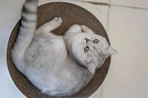 新手养猫品种推荐,seventeen养猫品种