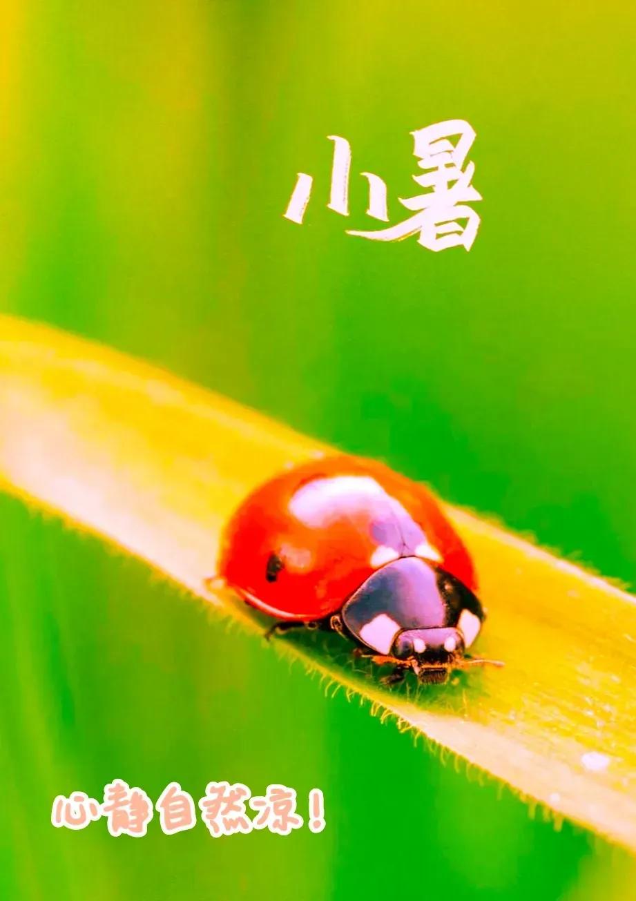 小暑节气快乐高级图片,关于小暑的精美图片