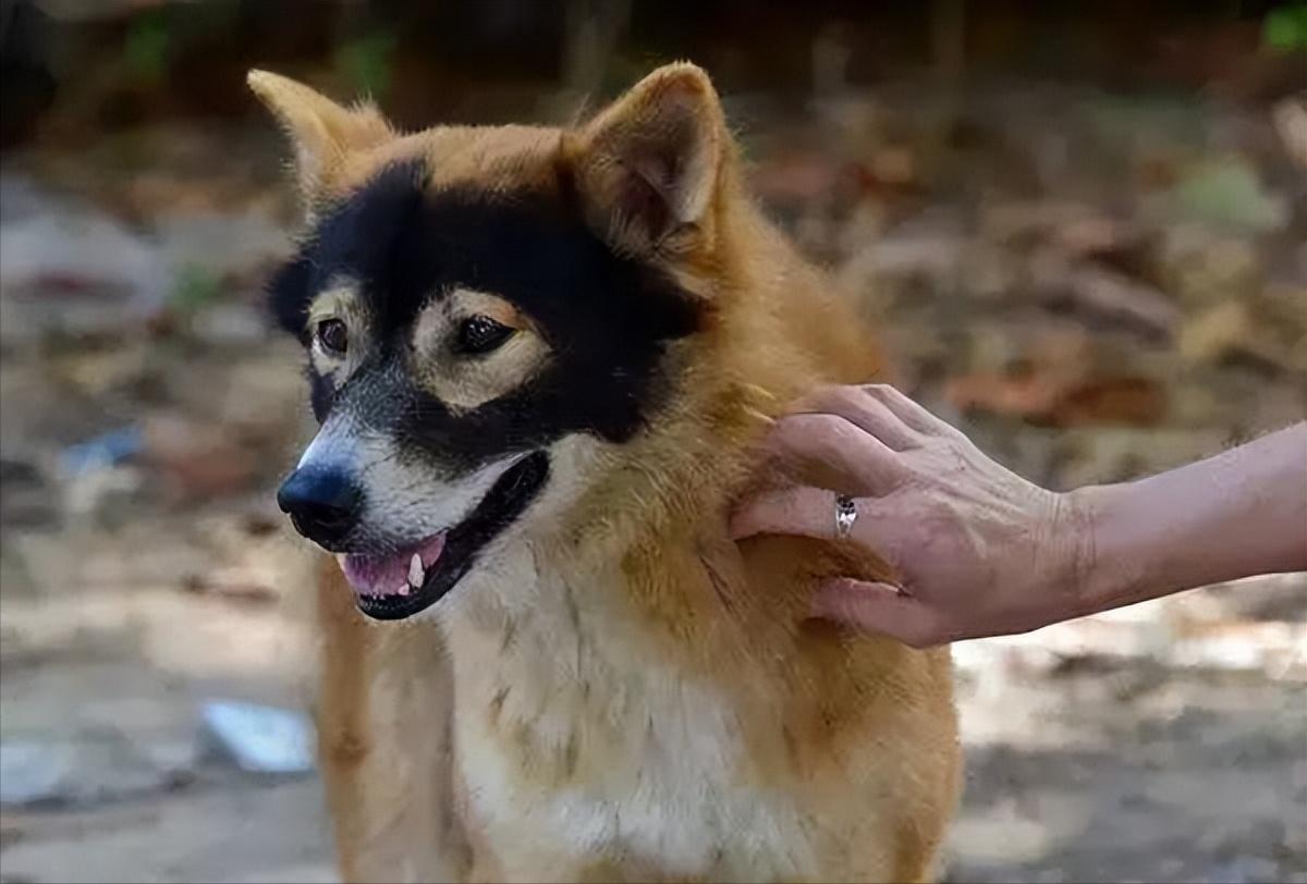 狗子毛色发亮,狗子毛色发红