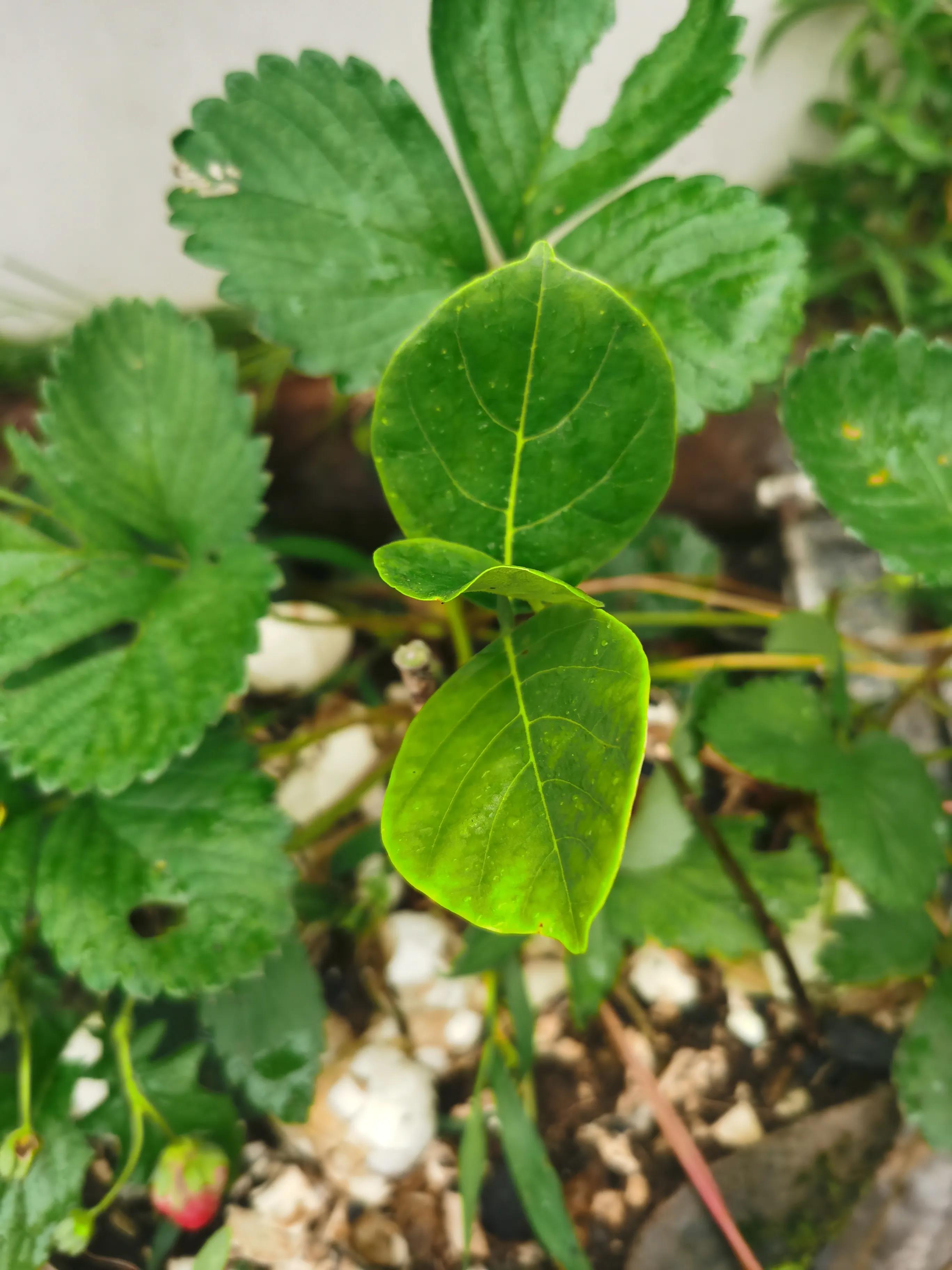 万能的头条帮忙鉴定一下菠萝蜜是哪个品种