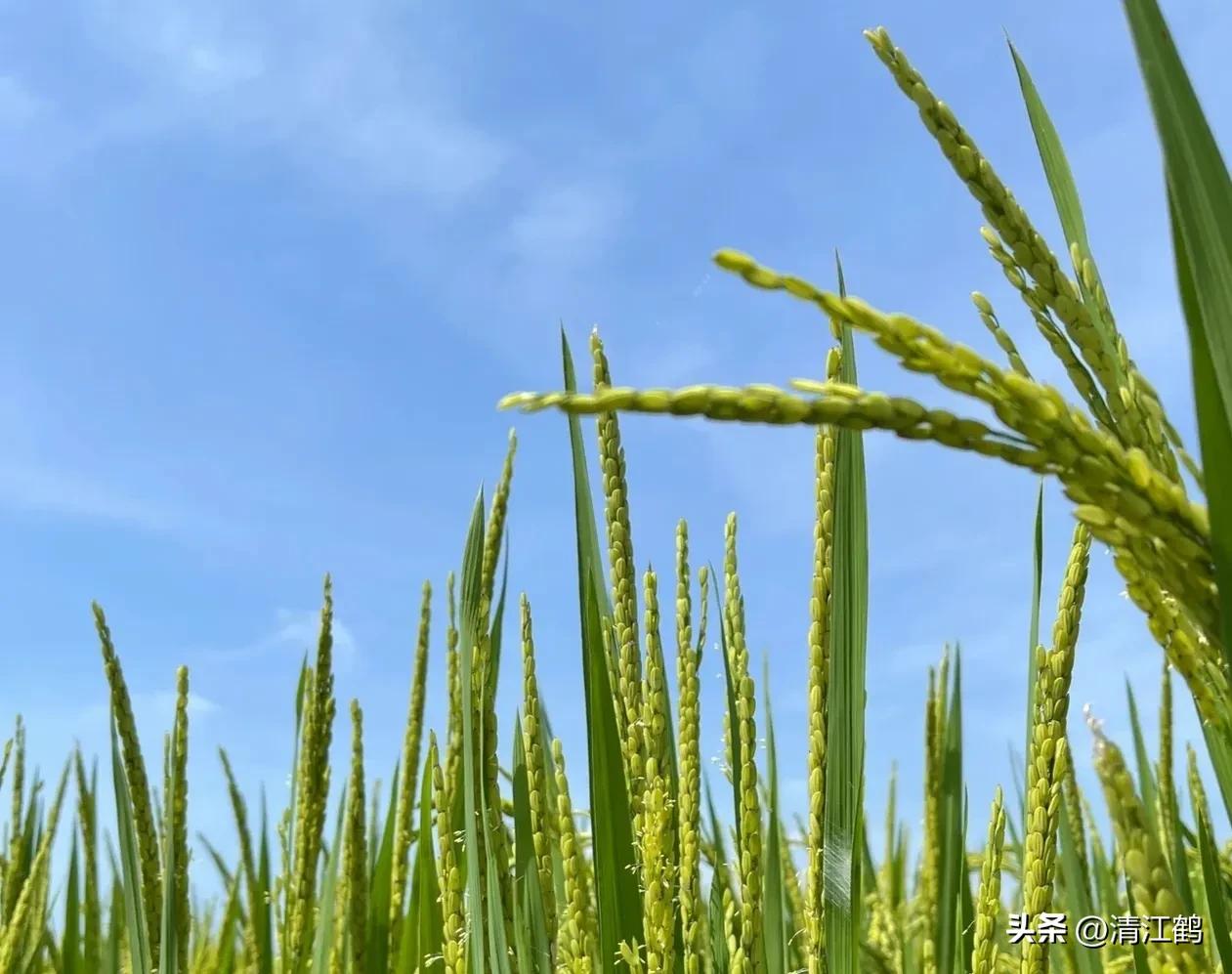 水稻叶包穗怎么办,水稻穗颈瘟病用什么药防治