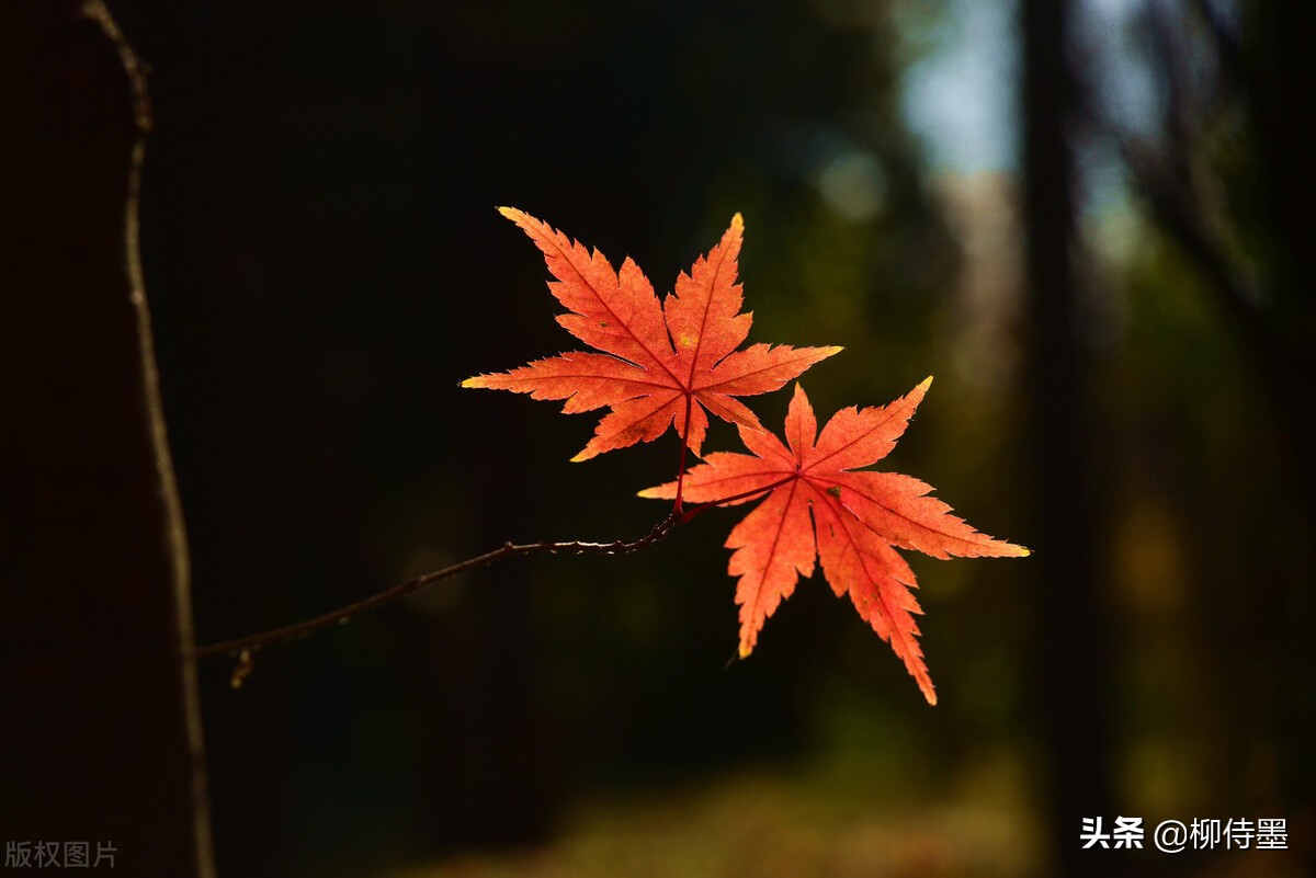拍照不好看只要学会这些小技巧,摄影大师教你拍照技巧