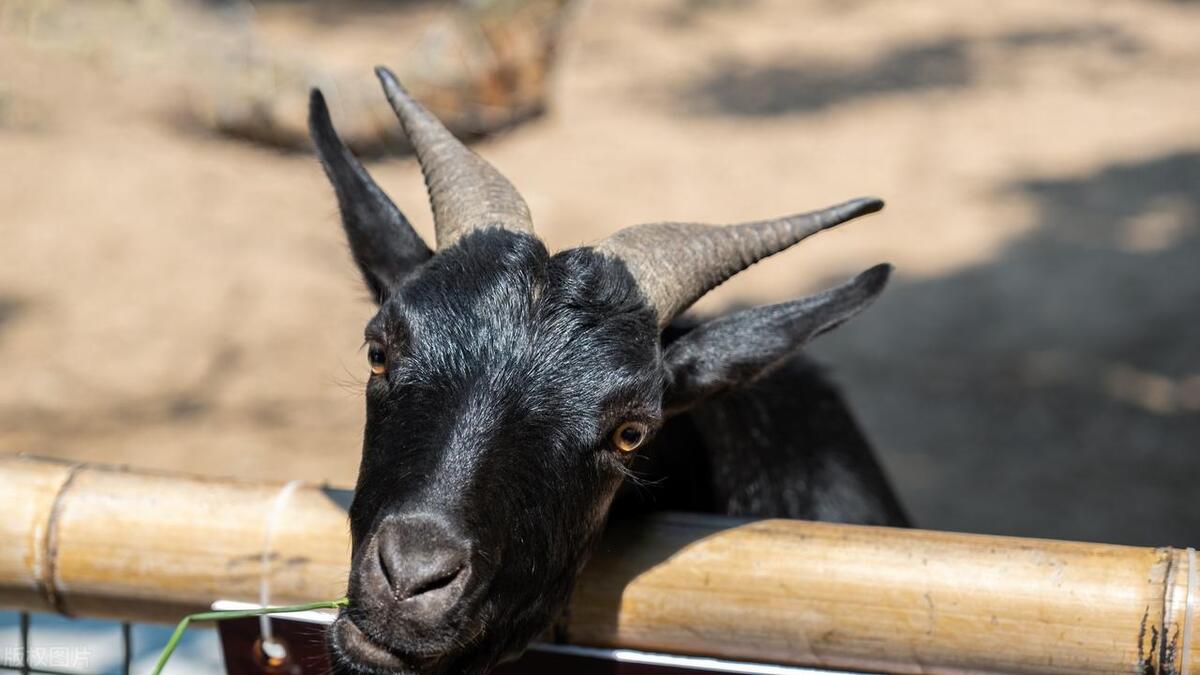 长沙最重要的特产是哪些,长沙有哪些特产最值得买