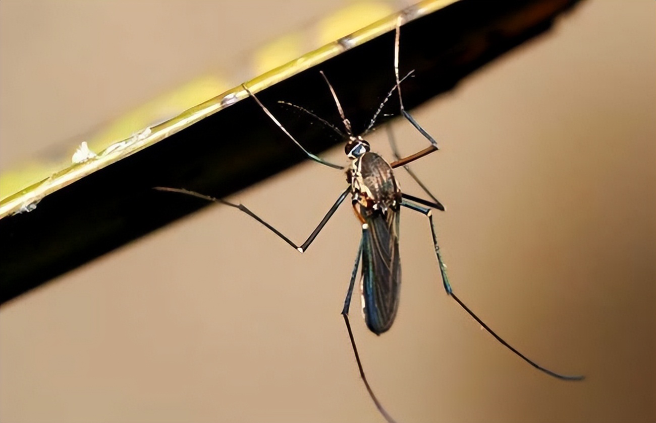 烟台蚊子几月份出现最多,烟台的蚊子有多大