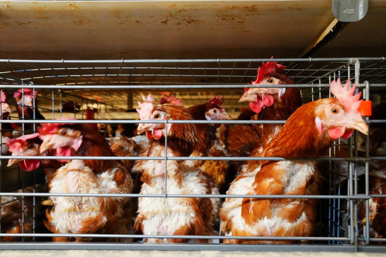 建德古村落美食有哪些特色,杭州的建德菜有什么特色