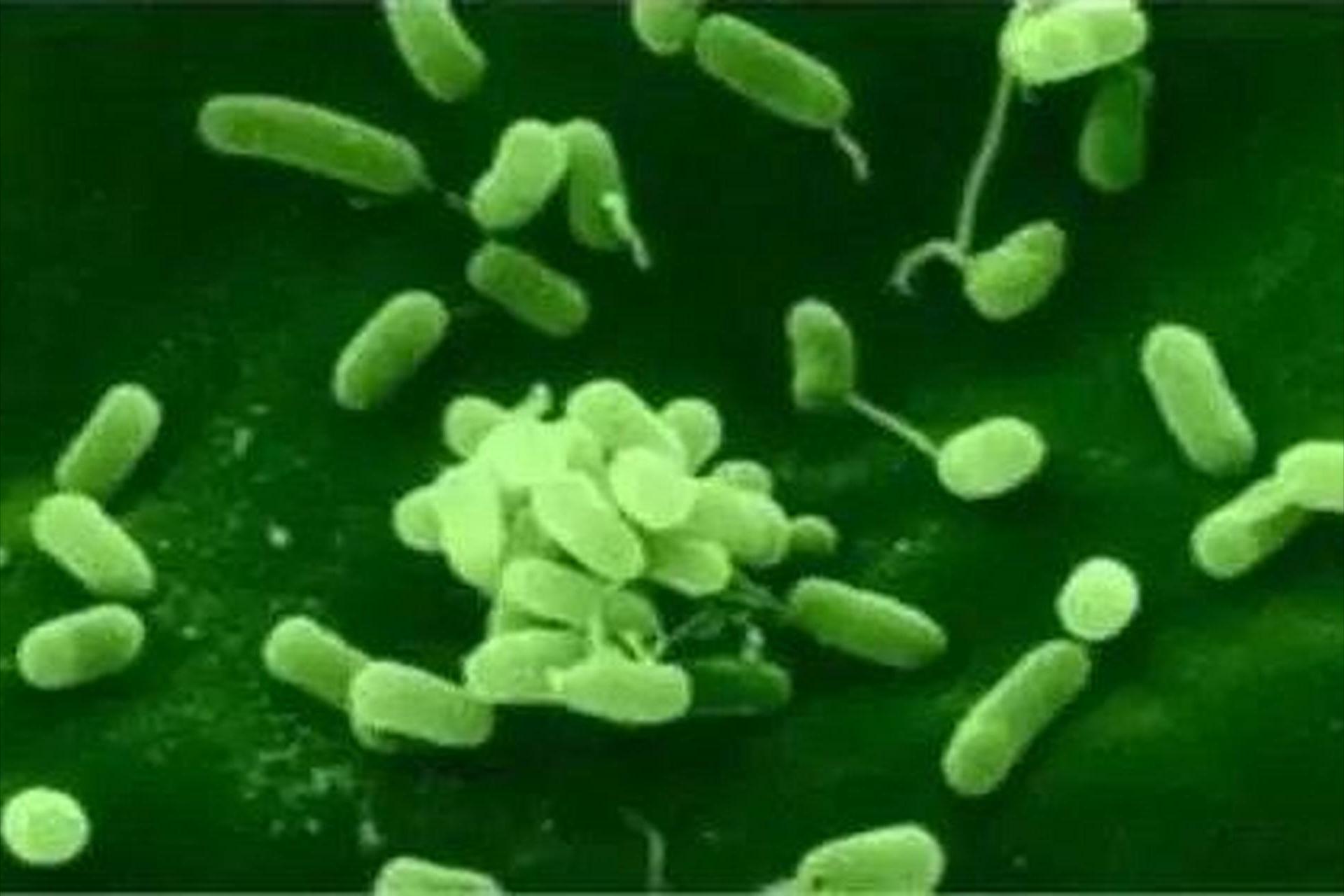 四物消风饮治疗慢性荨麻疹,四物消风饮治疗荨麻疹