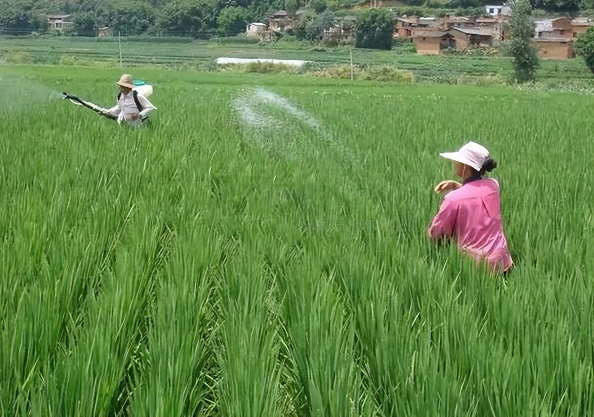 什么农作物可以浇人尿,人尿施在植料果树上可以么