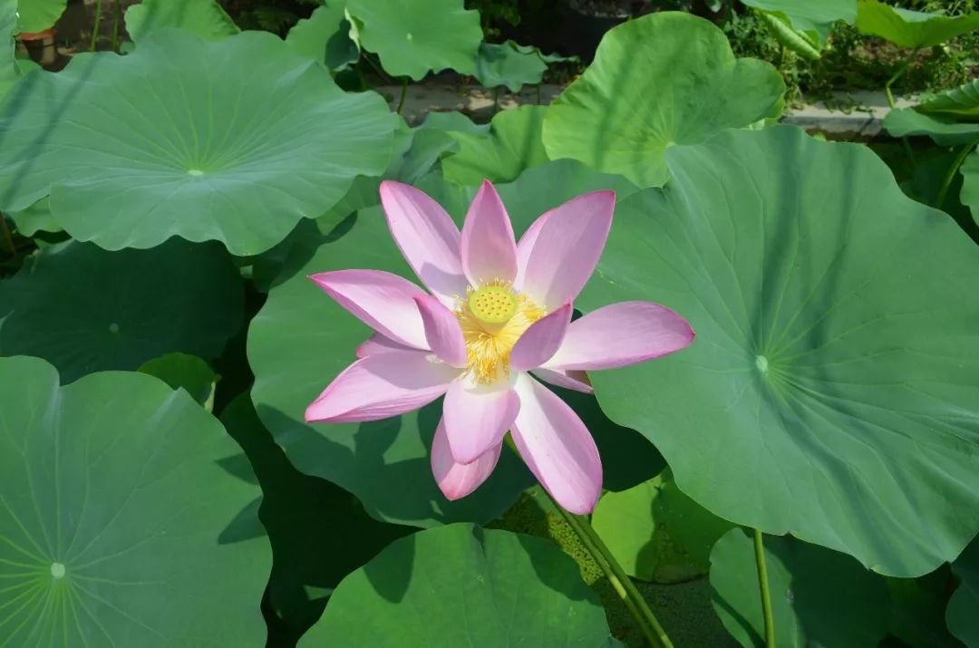 150种常见药用植物大全,150余种常见药用植物花期组图