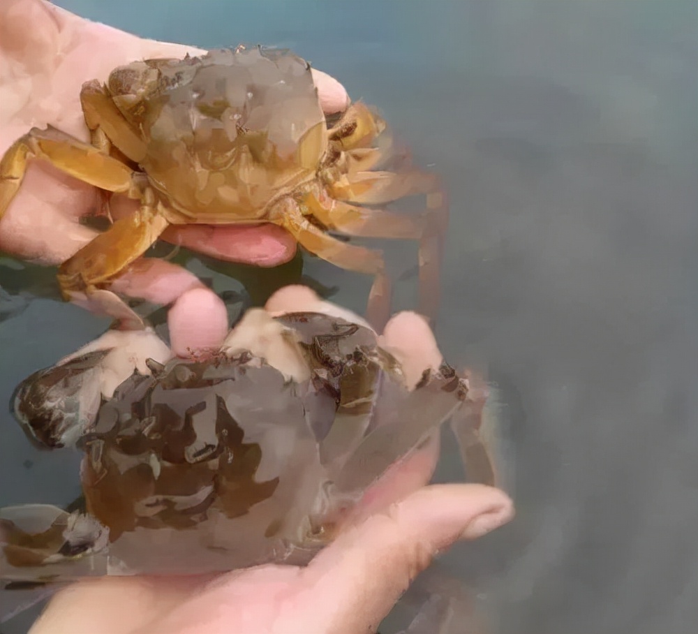 影响河蟹放苗成活率的因素有哪些,养殖河蟹方法视频