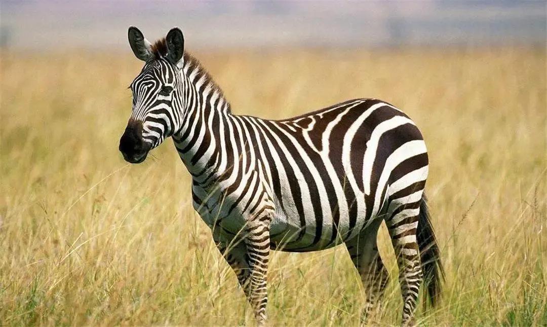 斑马的条纹果然不是白长的,斑马为什么身上长黑白条纹
