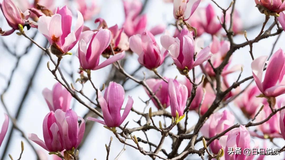 湖北荆州：石首“繁花”上大分↑即将刷爆朋友圈！