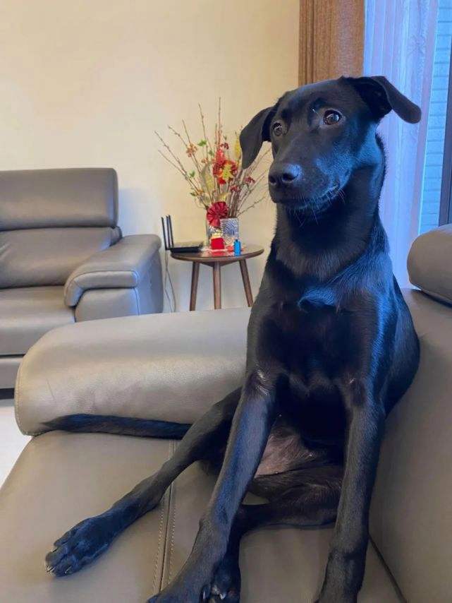 养狗狗的优点与缺点,为什么不建议养狗和猫