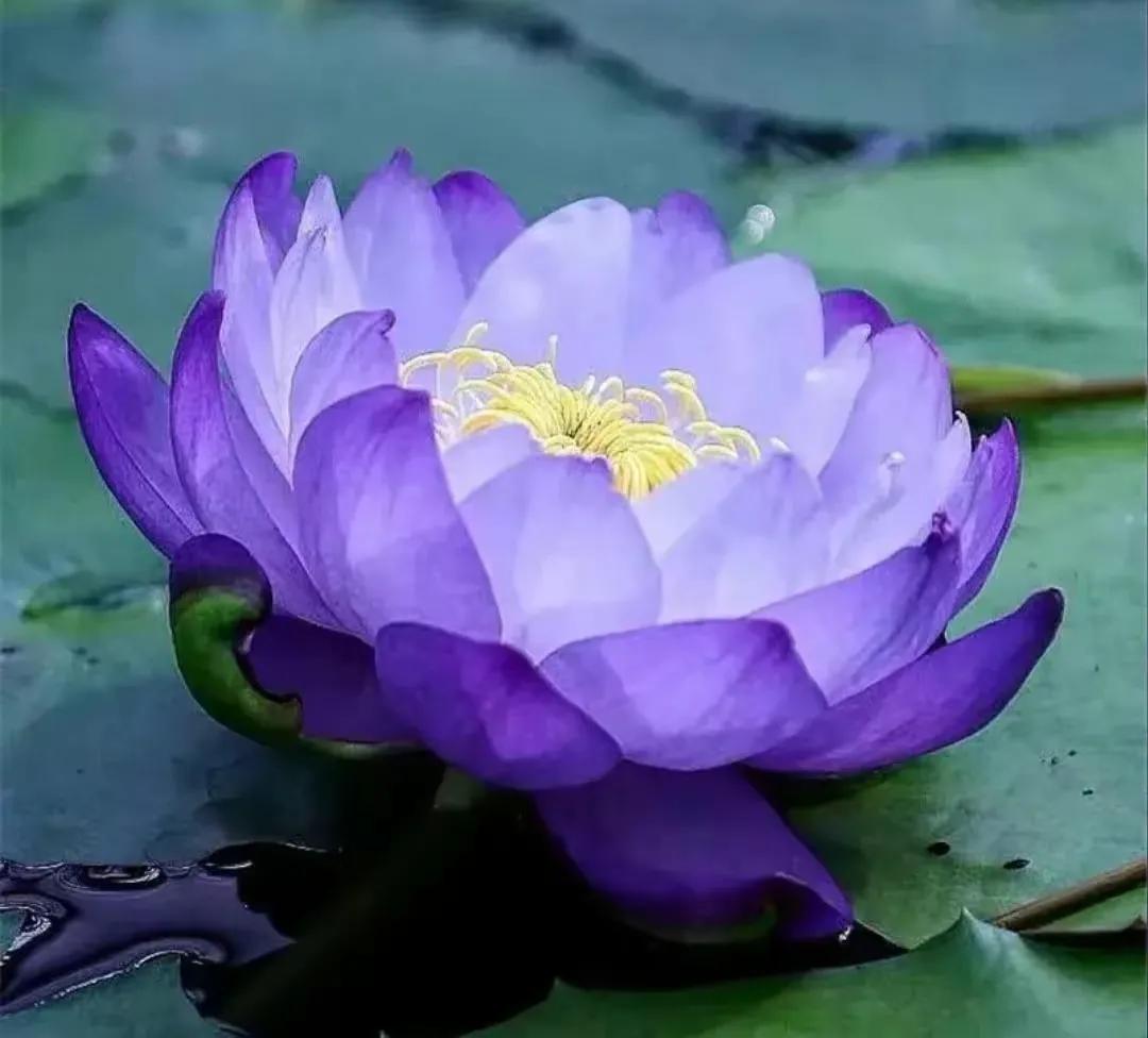 濯清涟而不妖说的是荷花还是莲花,濯清涟而不妖的荷花名句