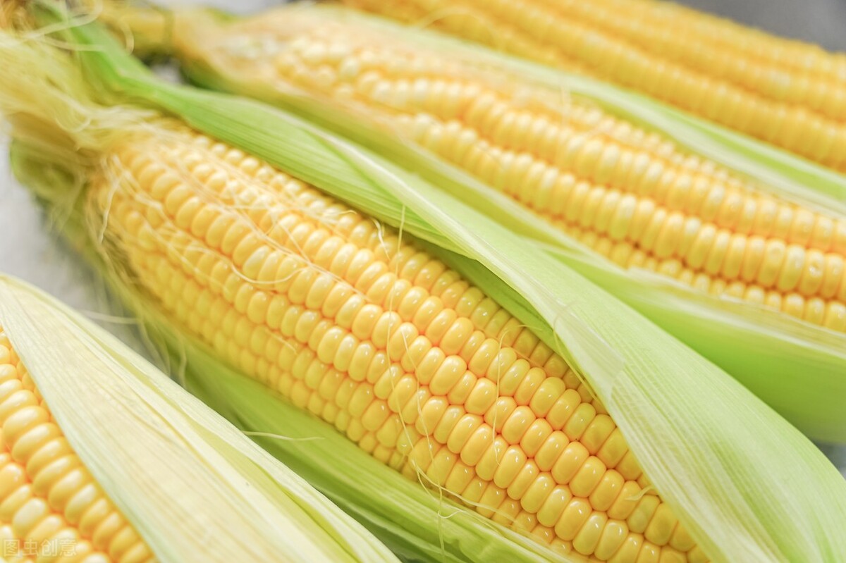 玉米野钓技巧和方法,野钓用玉米怎么钓鱼效果最好