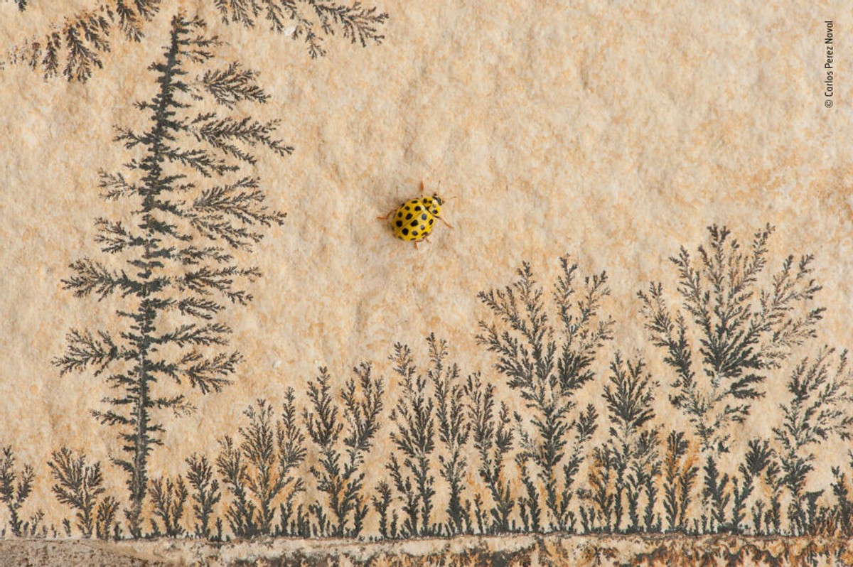 2019年最佳野生动物照片,2022年搞笑野生动物摄影作品