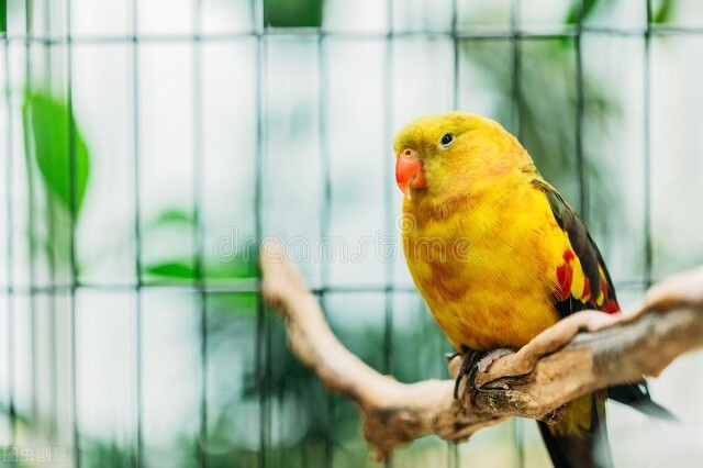 鹦鹉翅膀出血什么原因,鹦鹉知识100个