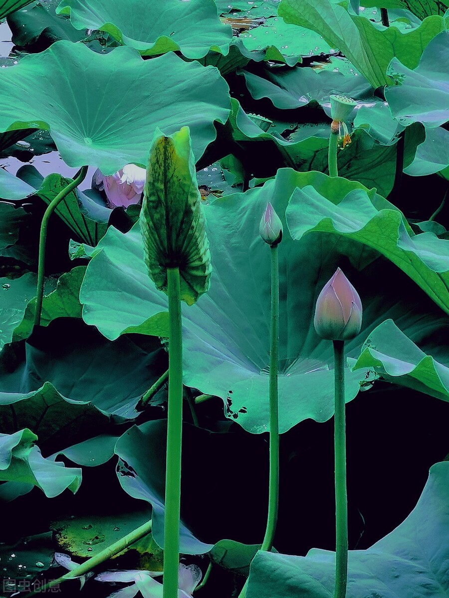 时光若温柔愿你淡淡欢喜出处,时光若温柔愿你淡淡喜欢什么意思