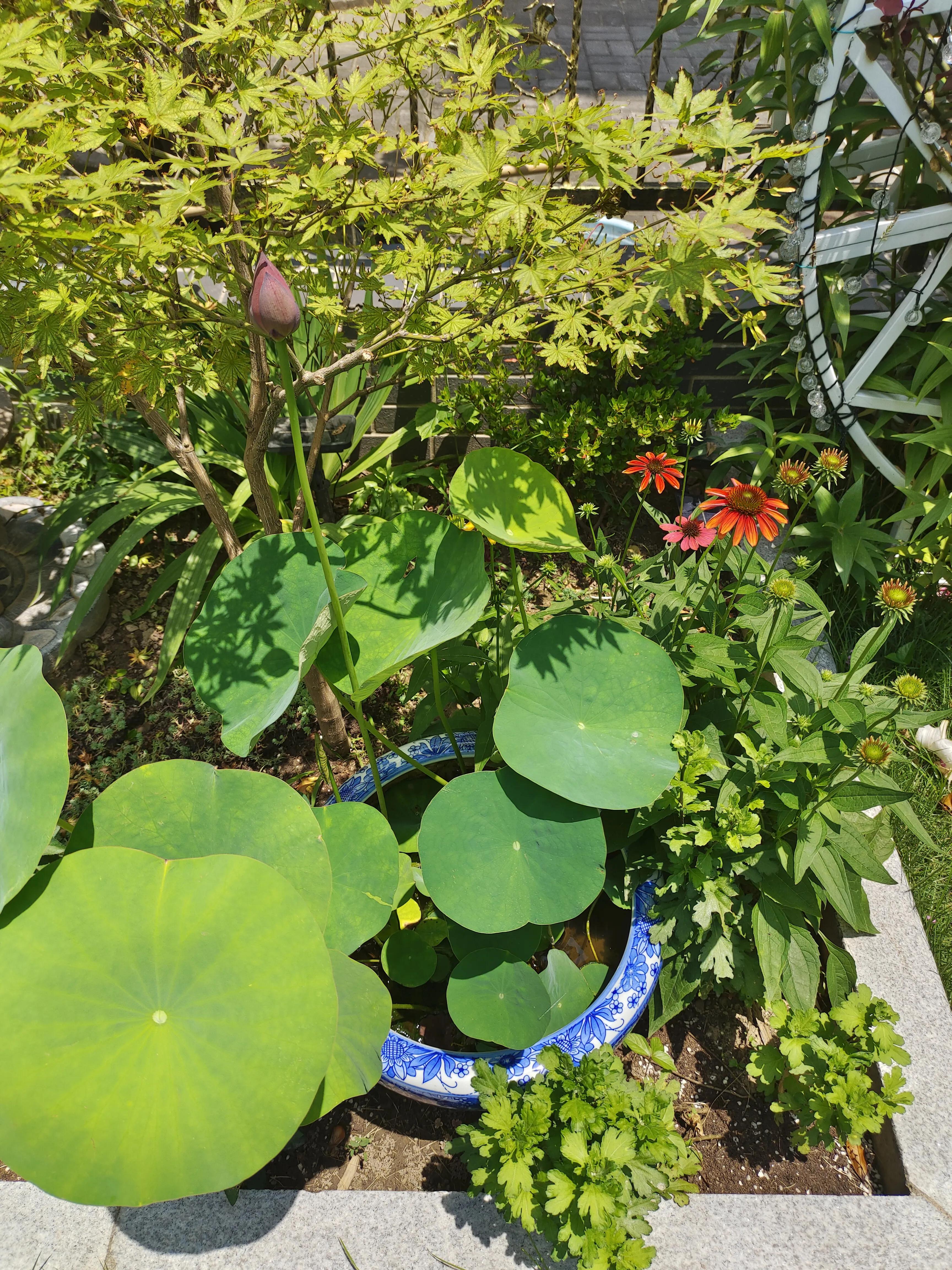 夏天，荷叶，葡萄，草坪，园子里的清凉搭配